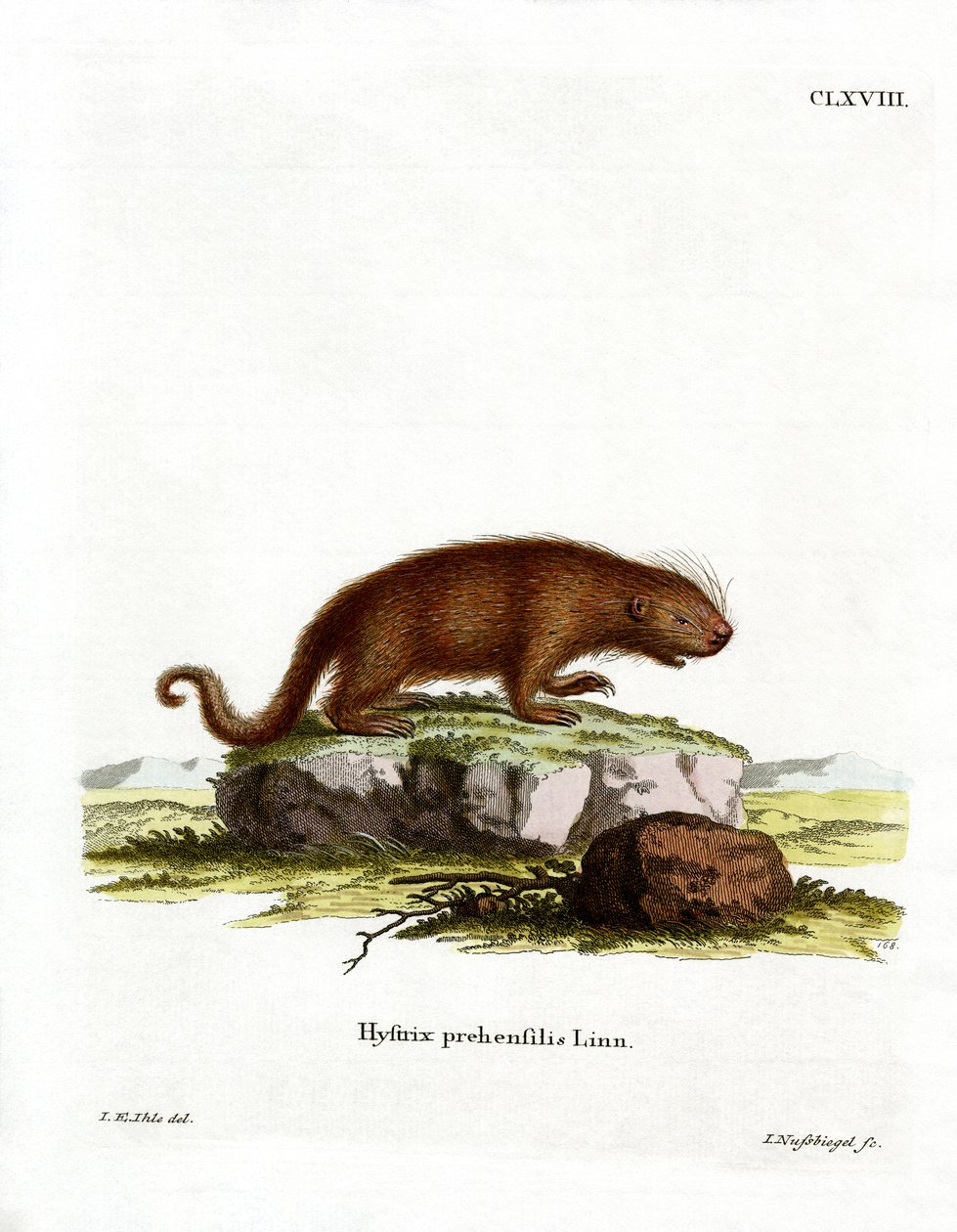 Brazil porcupine (színes metszet) alkotó: German School