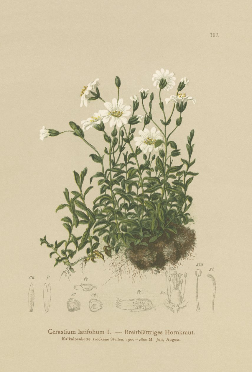 Széles levelű egérfül (Cerastium latifolium) alkotó: German School
