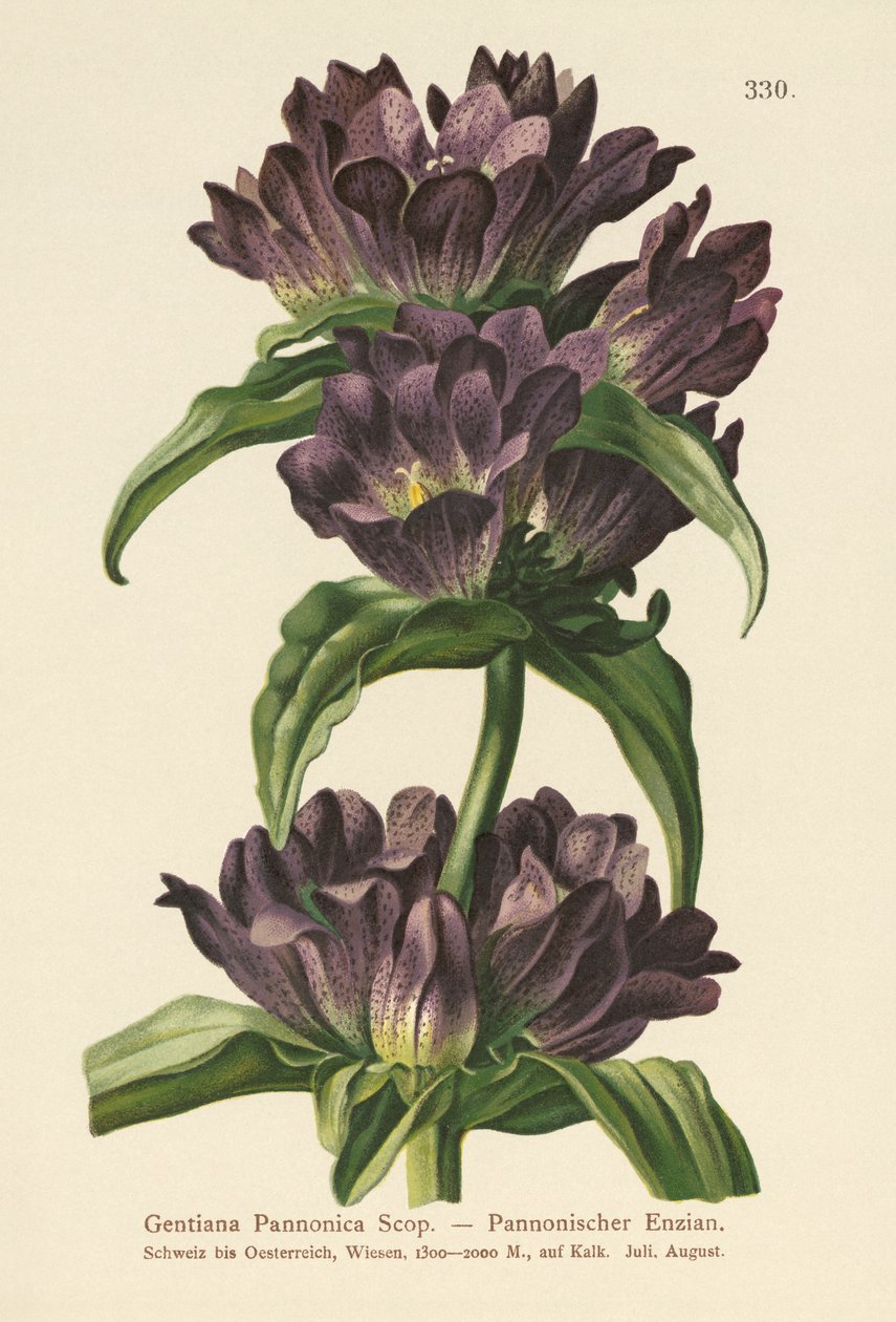 Barna encián (Gentiana Pannonica) alkotó: German School
