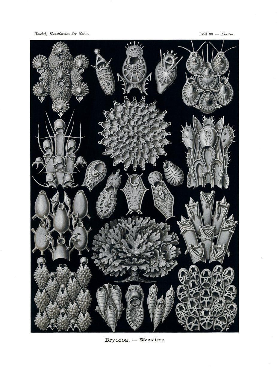 Bryozoa, 1899-1904 alkotó: German School