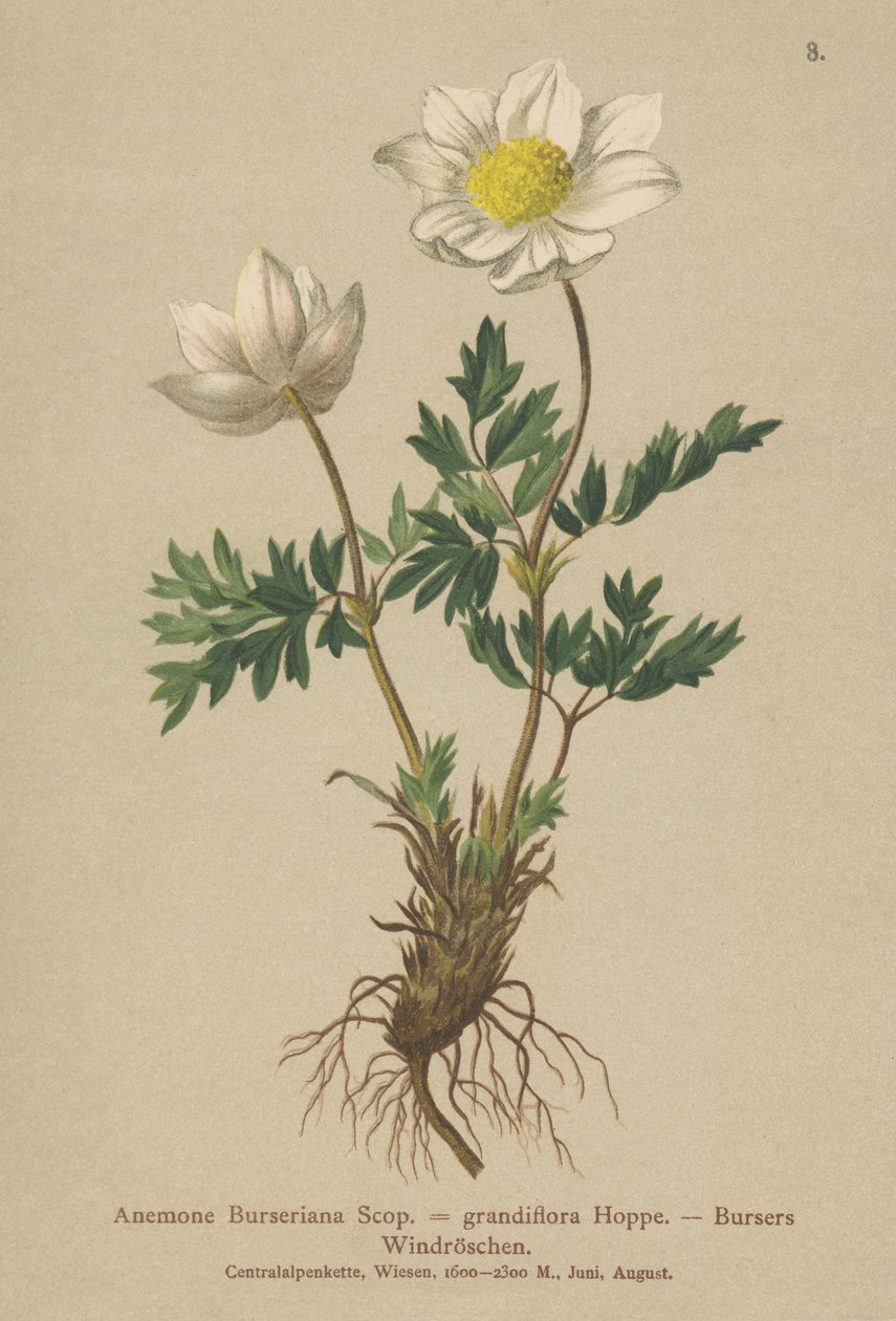 Bursers Anemone (Anemone Burseriana, Anemone grandiflora) alkotó: German School