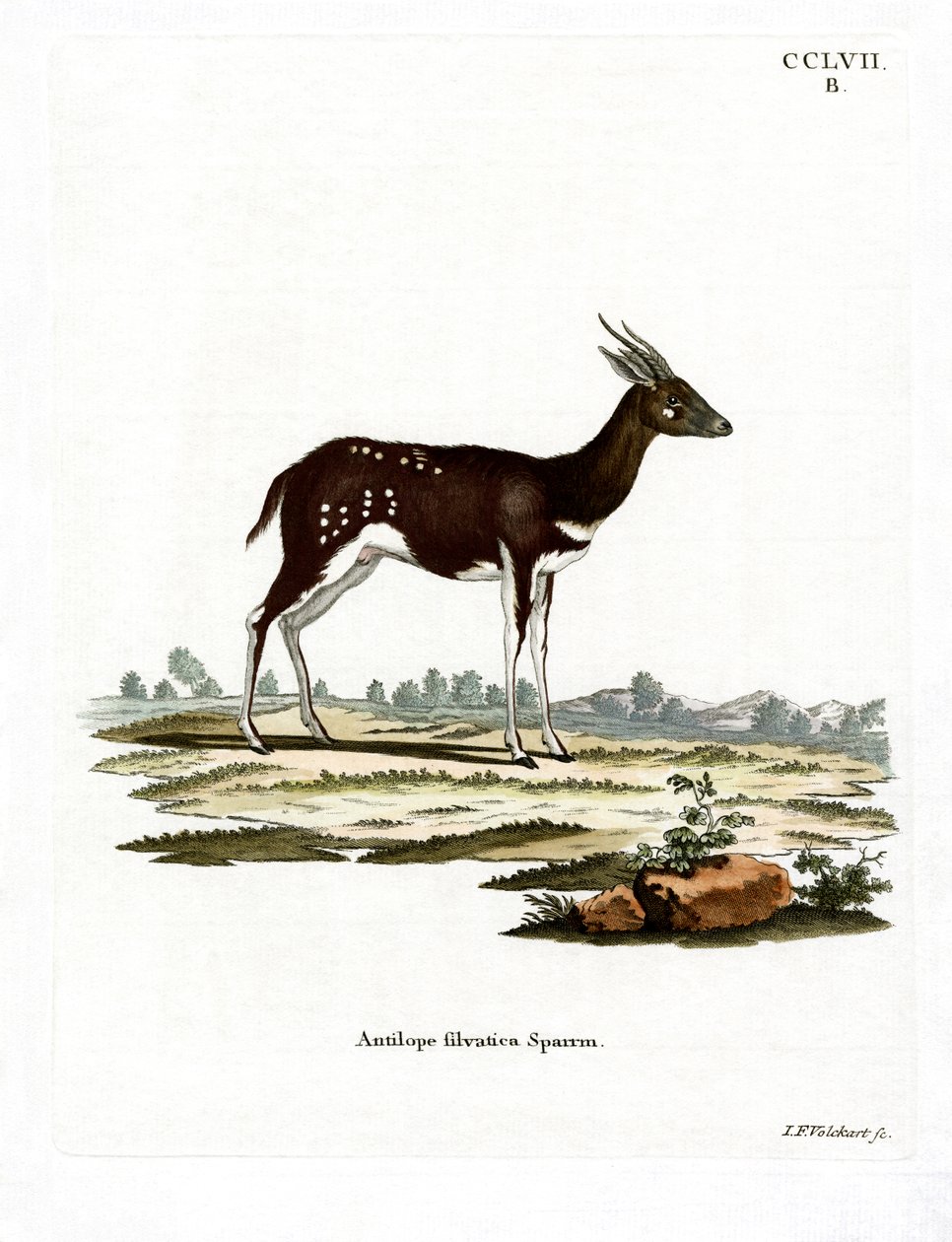 Bushbuck (színes gravírozás) alkotó: German School