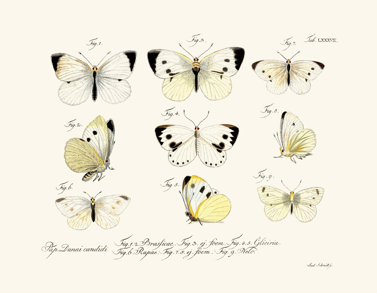 Pillangók, 1783-1806 alkotó: German School