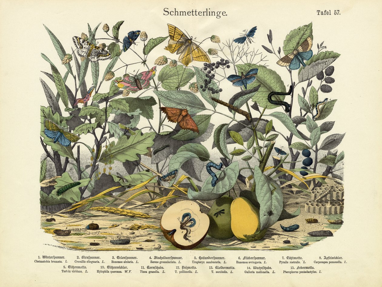 Pillangók, 1860 körül alkotó: German School