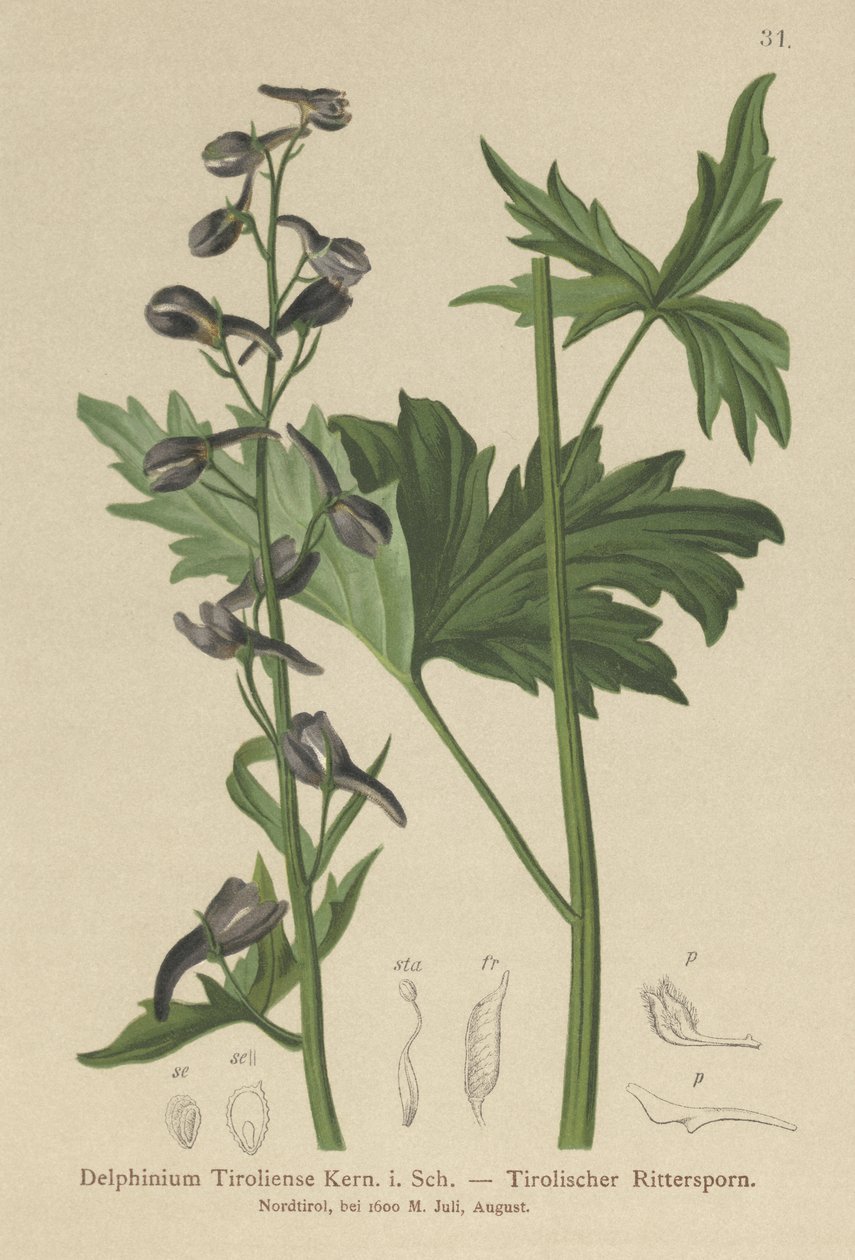 Larkspur gyertya (Delphinium elatum, Delphinium tiroliense) alkotó: German School