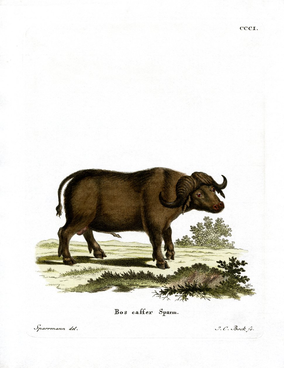 Cape Buffalo (színes metszet) alkotó: German School