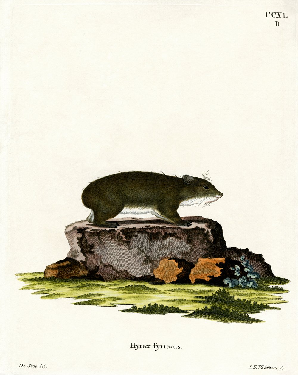Cape Hyrax (színes metszet) alkotó: German School