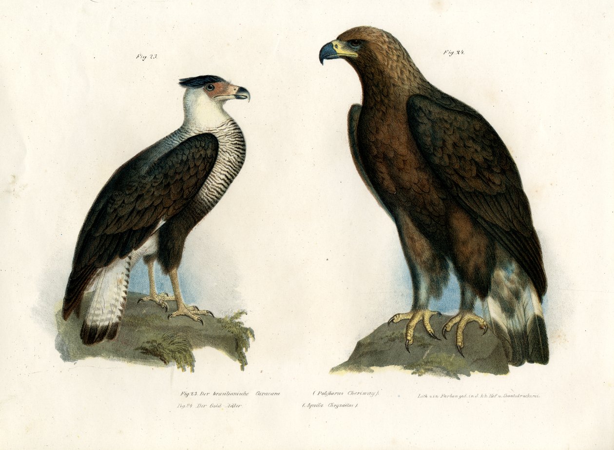 Caracara, 1864 alkotó: German School