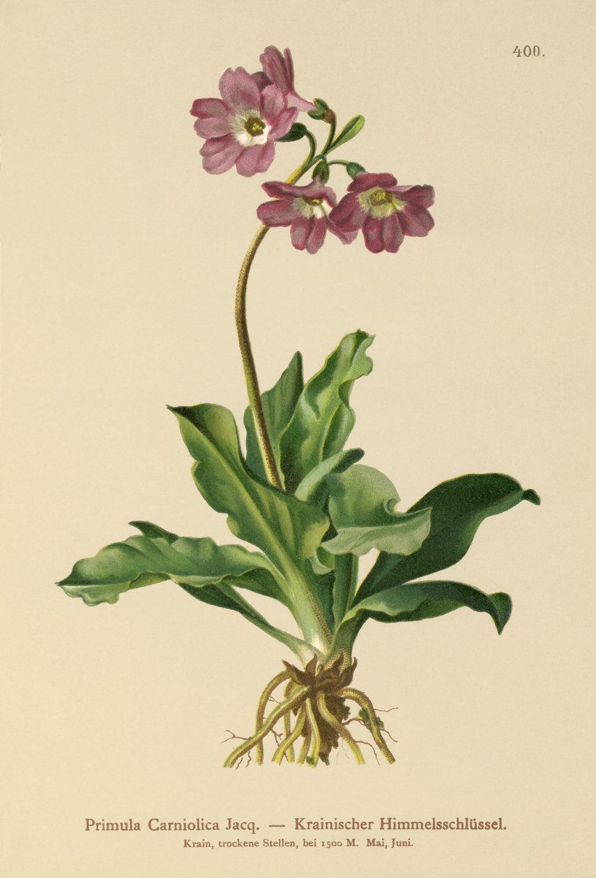 kankalin (Primula Carniolica) alkotó: German School