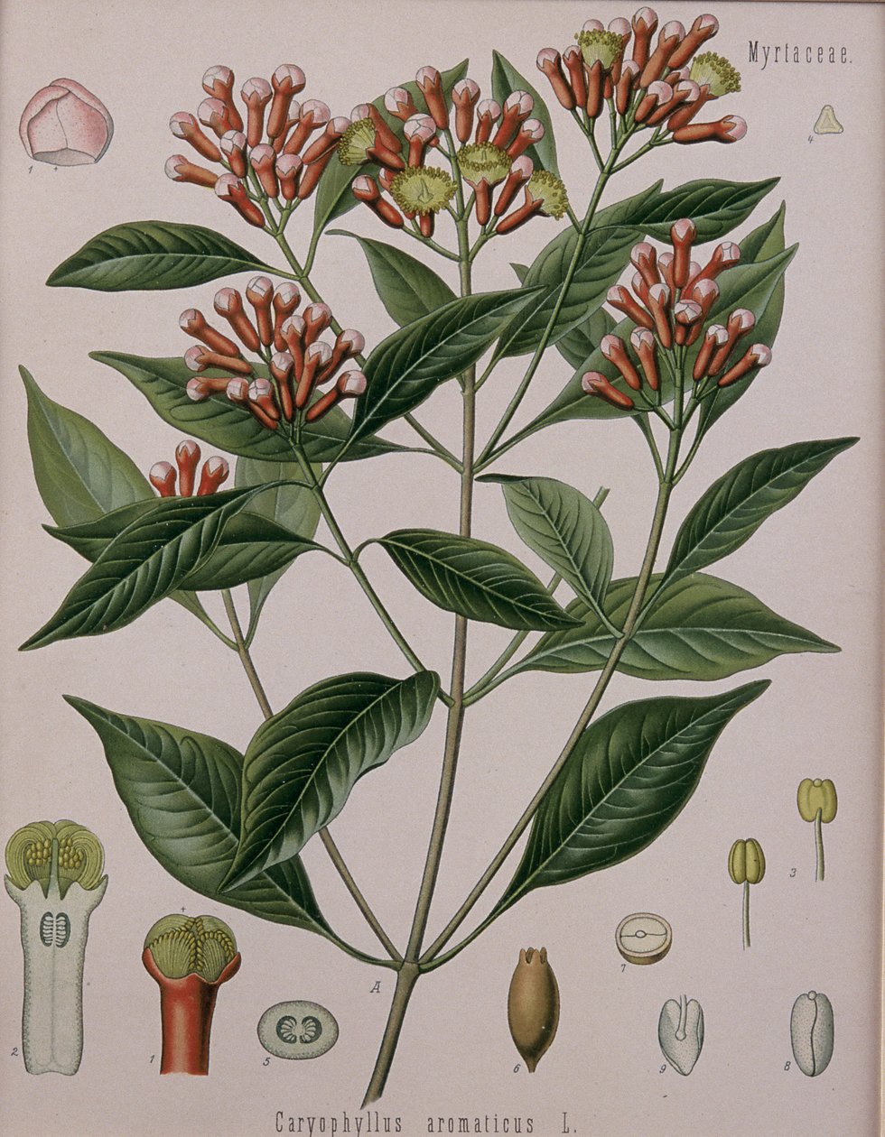 Caryophyllus Aromaticus (szegfűszeg) alkotó: German School