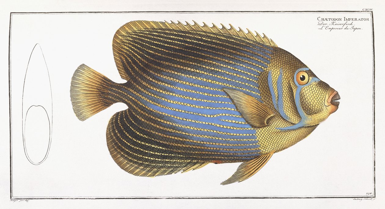 Chaetodon Imperator alkotó: German School