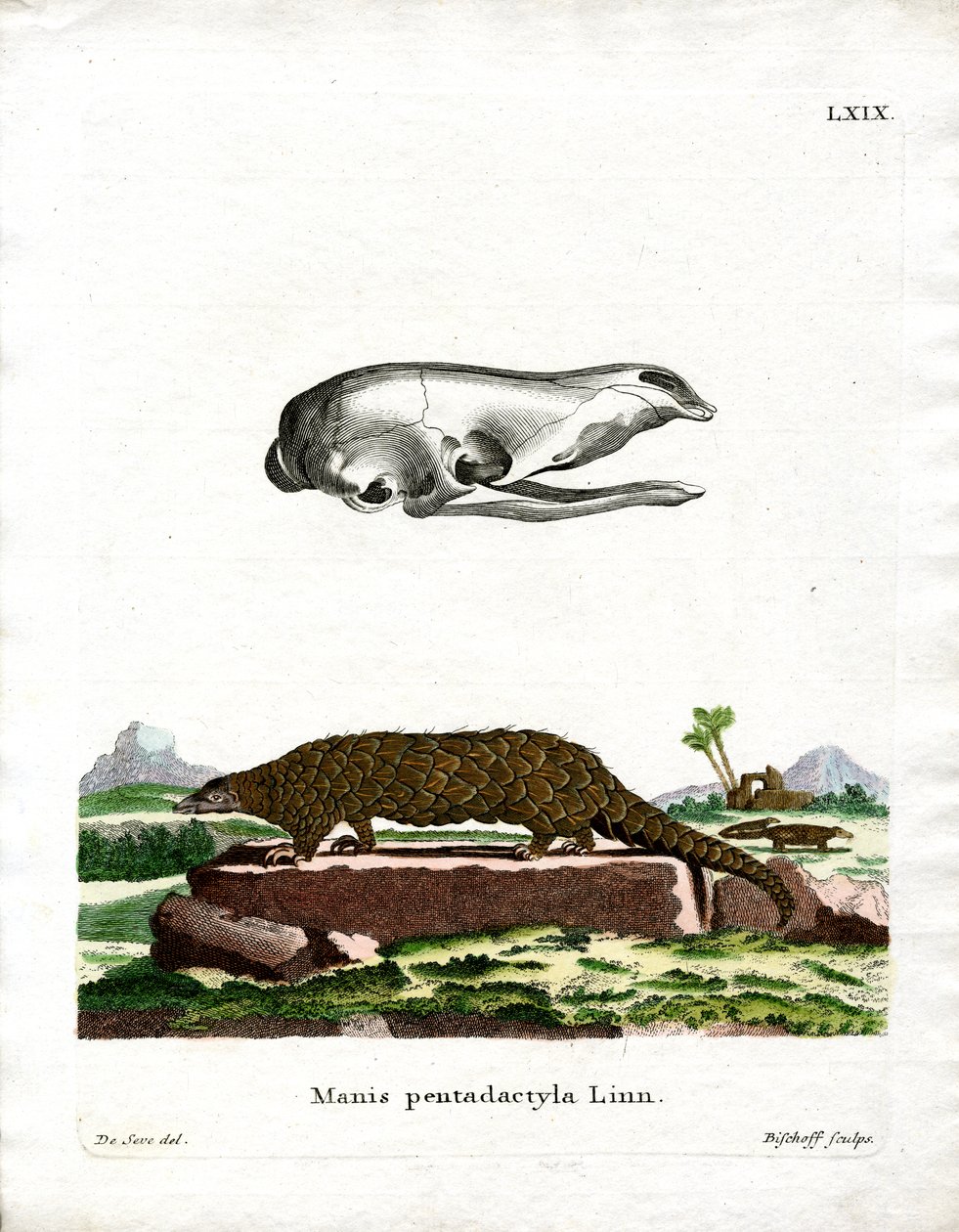 Kínai pangolin (színes metszet) alkotó: German School