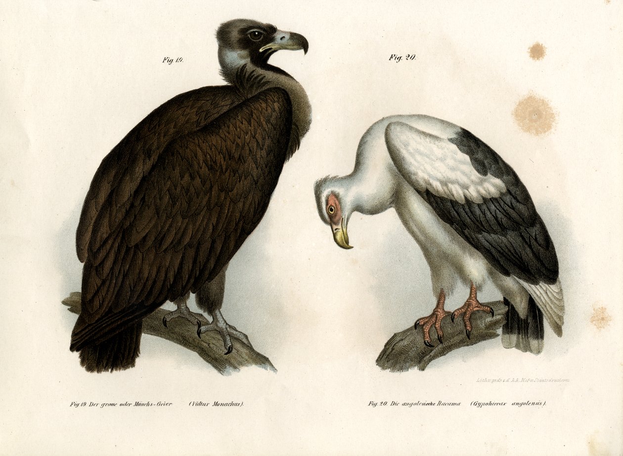 Cinereous Vulture, 1864 alkotó: German School