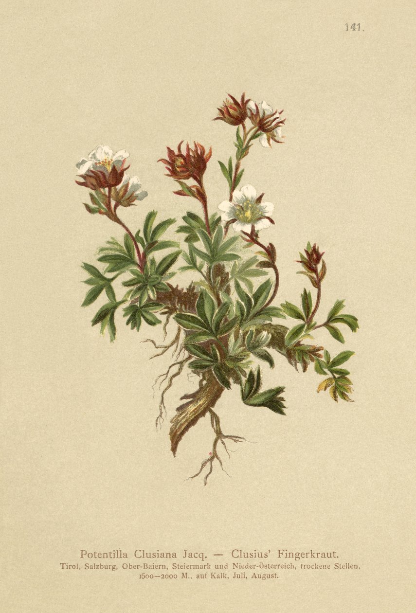 Clusius Cinquefoil (Potentilla Clusiana) alkotó: German School