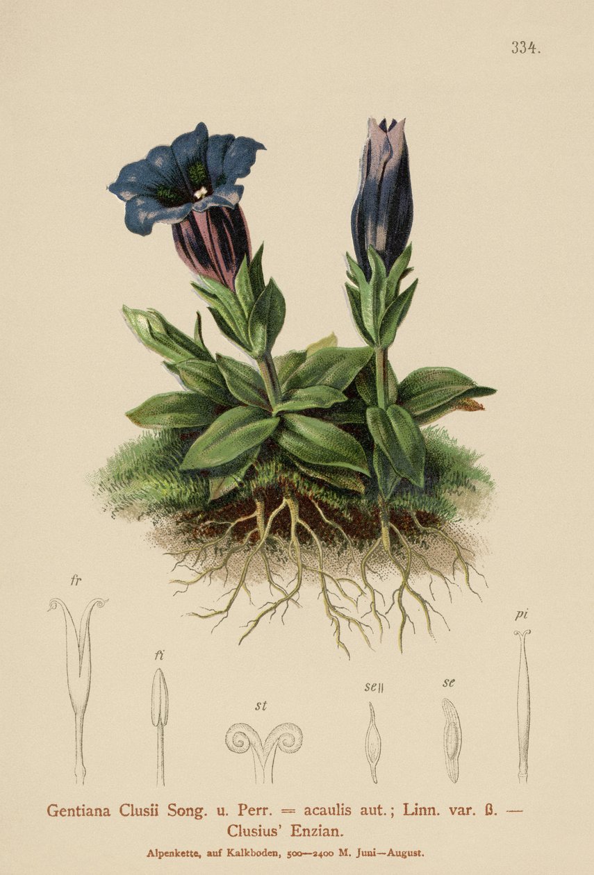Clusius Gentian (Gentiana Clusii, Gentiana acaulis) alkotó: German School