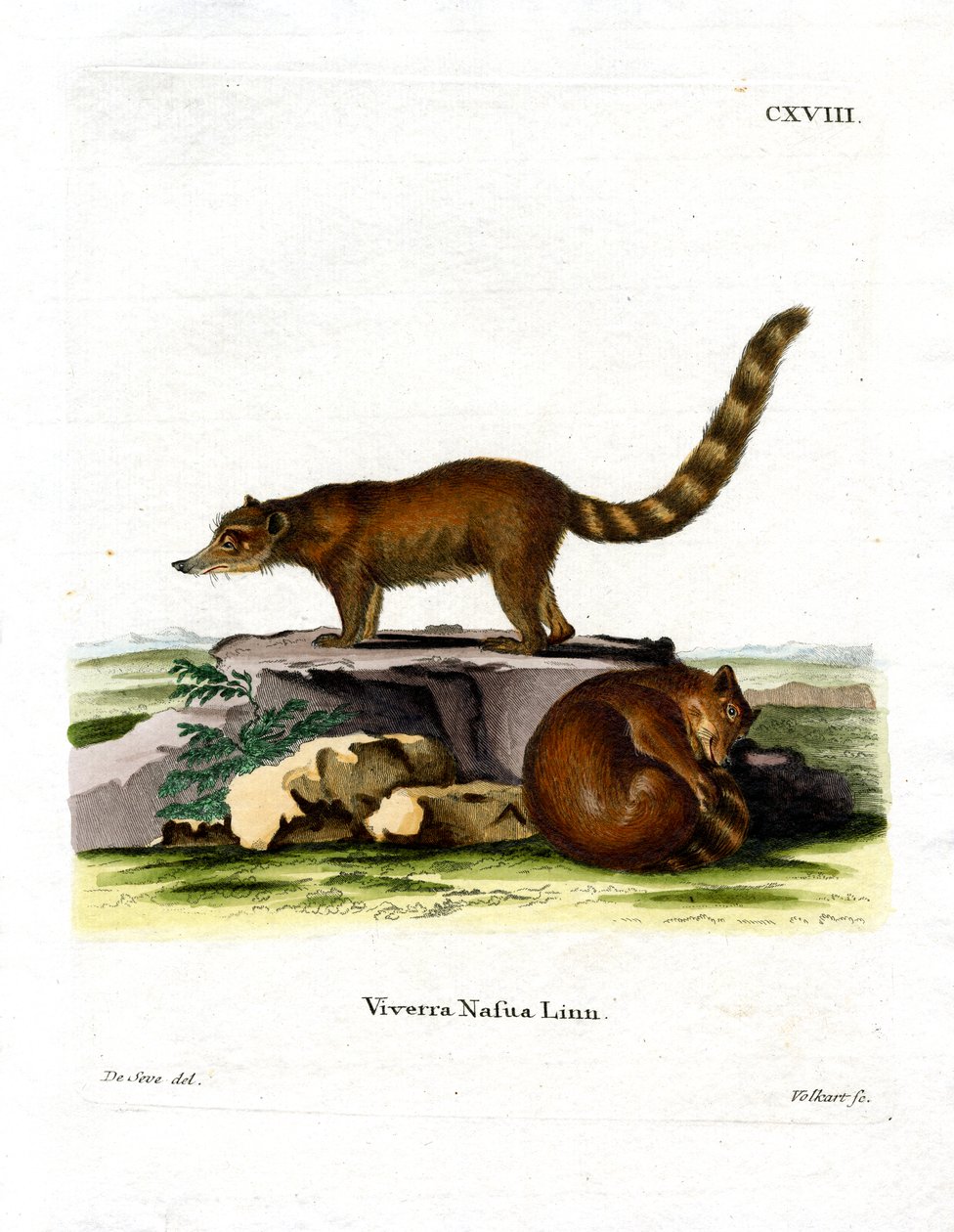 Coati (színes gravírozás) alkotó: German School