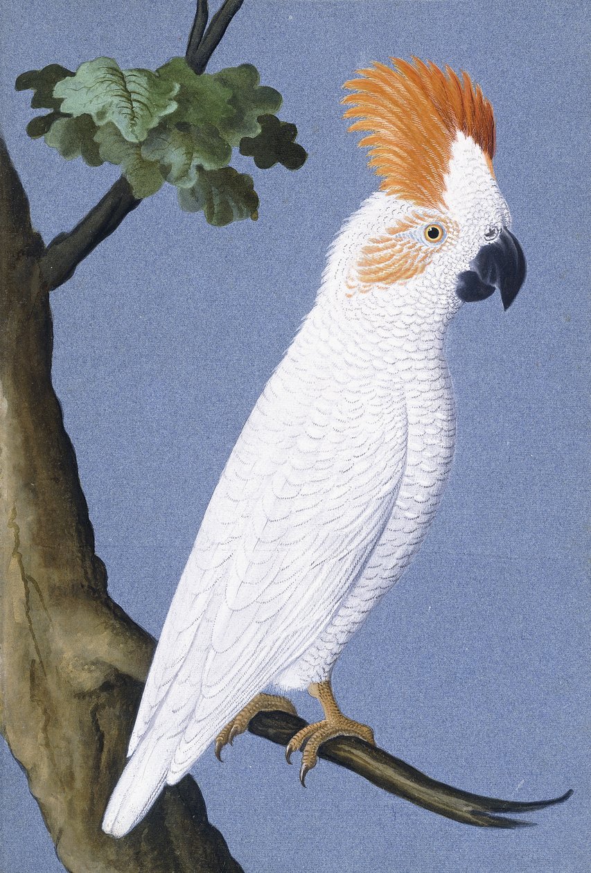 Kakadu, 1750-1800 alkotó: German School
