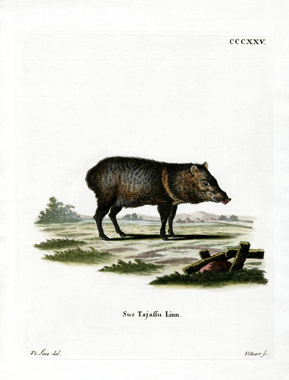 Galléros Peccary alkotó: German School