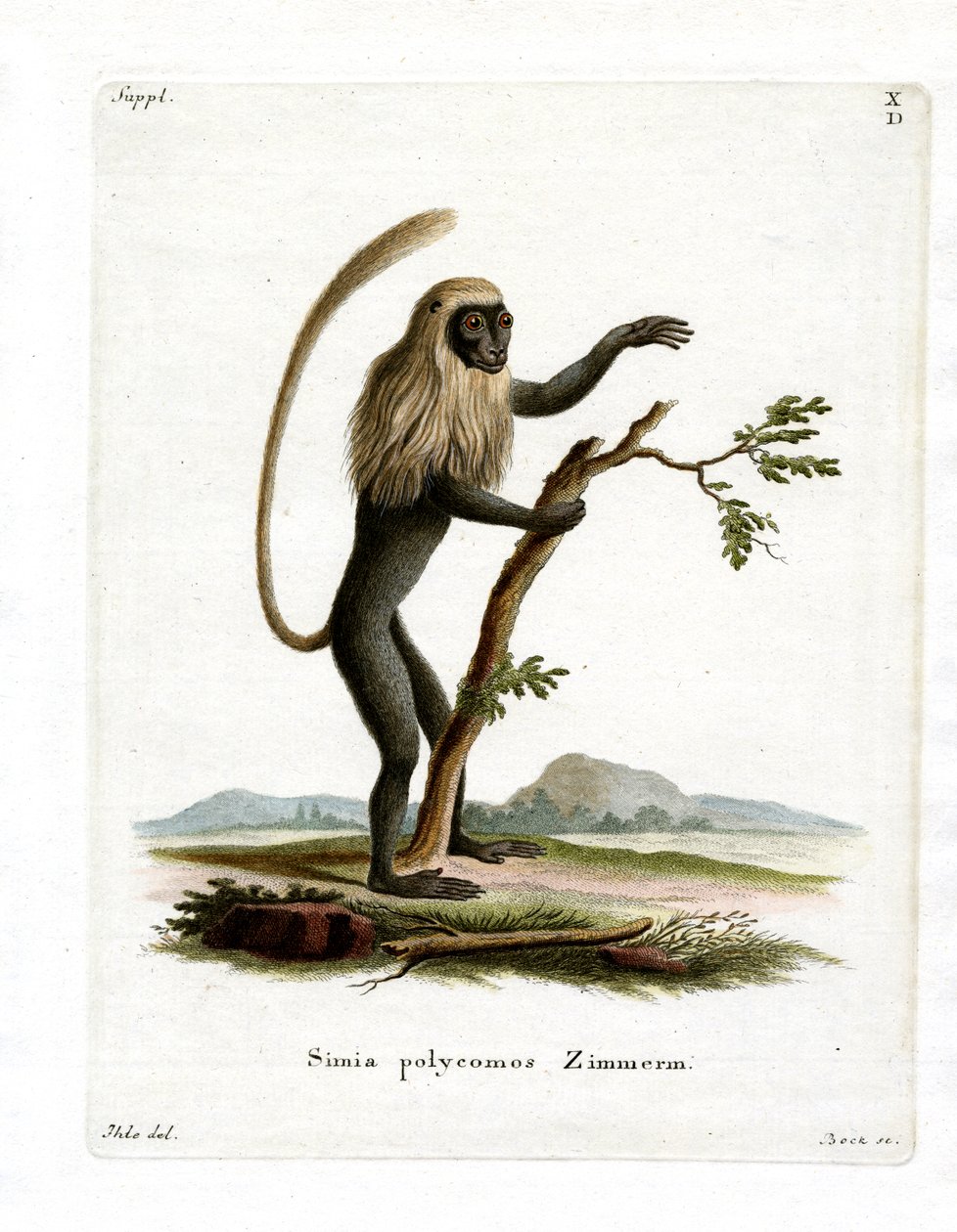 Colobus Monkey (színes metszet) alkotó: German School