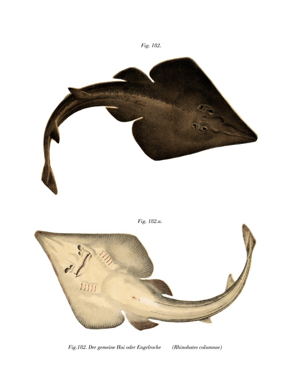 Common Guitarfish (színes litó) alkotó: German School
