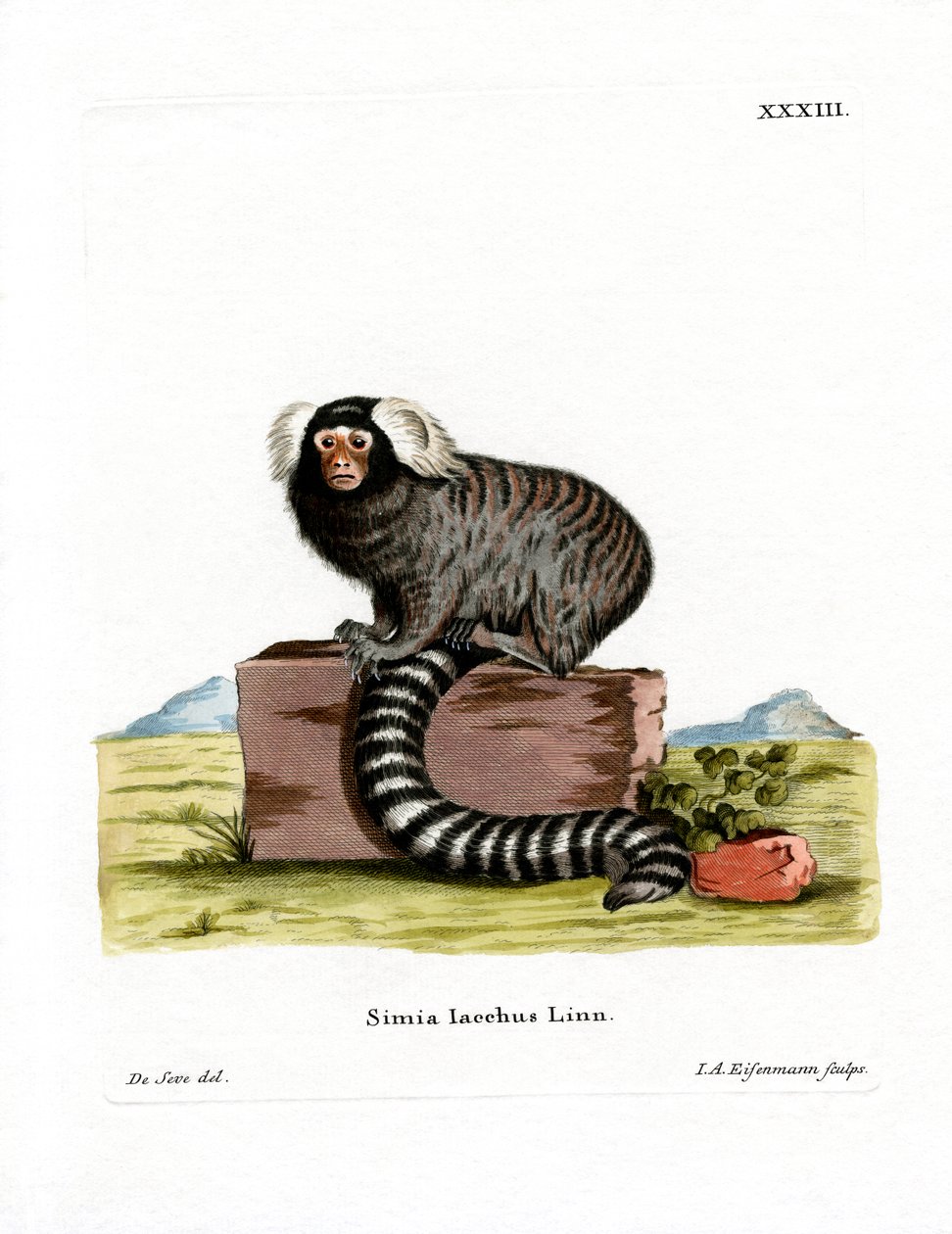 Marmoset (színes metszet) alkotó: German School