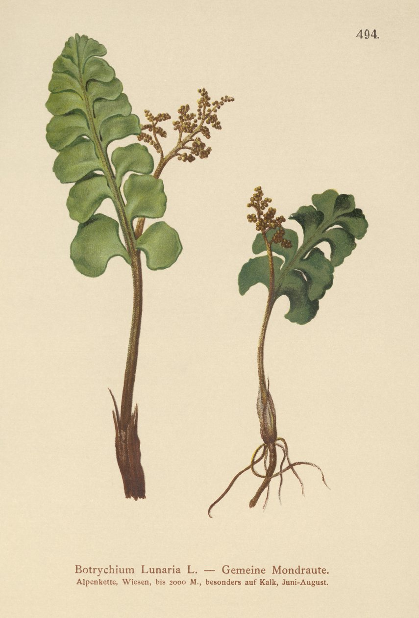 Közönséges holdfű (Botrychium lunaria) alkotó: German School