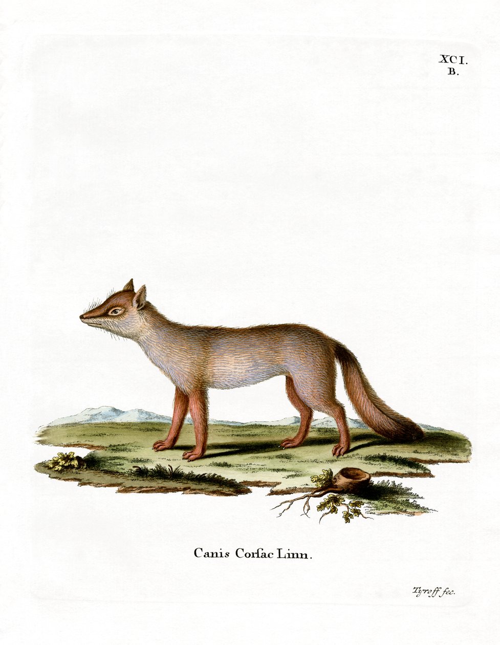Corsac Fox (színes metszet) alkotó: German School