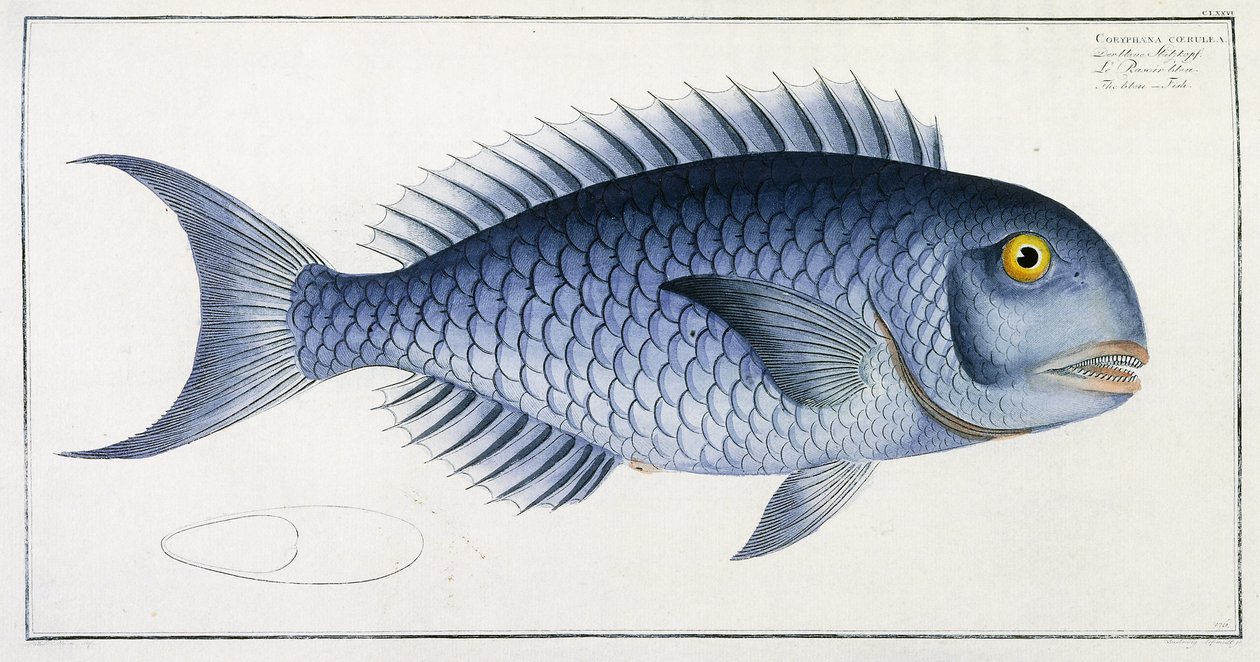 Coryphaena Coerulea alkotó: German School