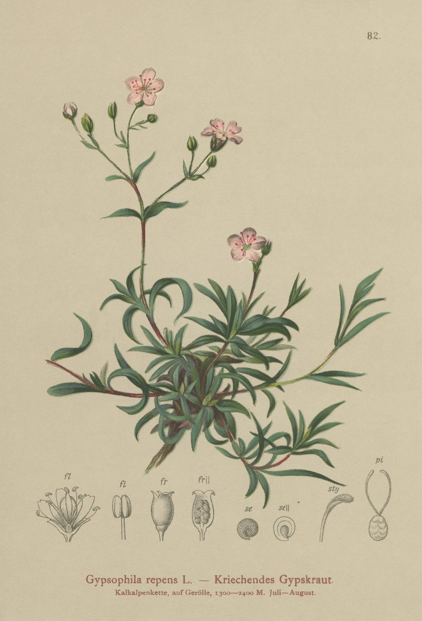 Kúszó baba lélegzet (Gypsophila repens) alkotó: German School