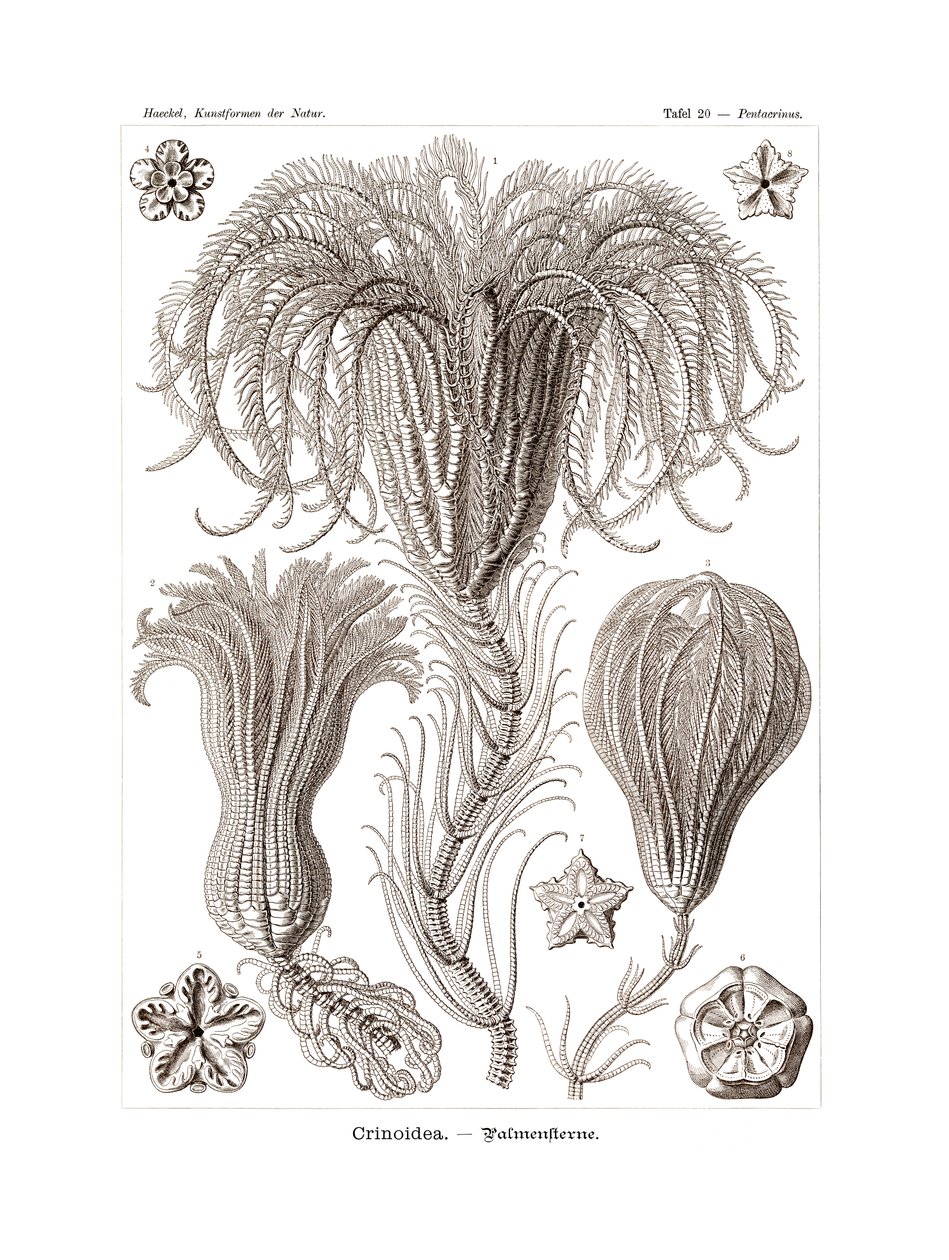 Crinoidea, 1899-1904 alkotó: German School