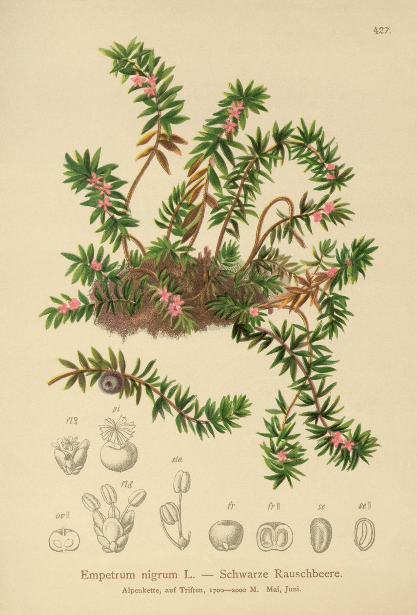 Varjúháj (Sempetrum nigra) alkotó: German School