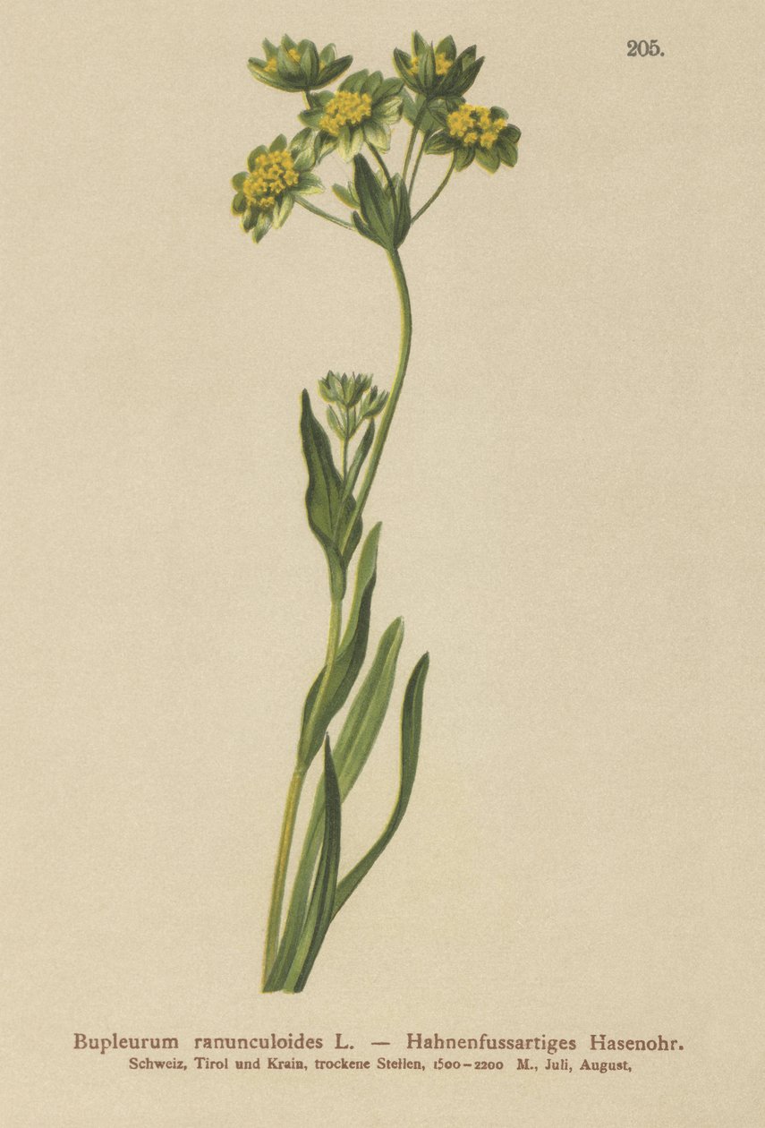 Varjúláb-levelű nyúlfül (Bupleurum ranunculoides) alkotó: German School