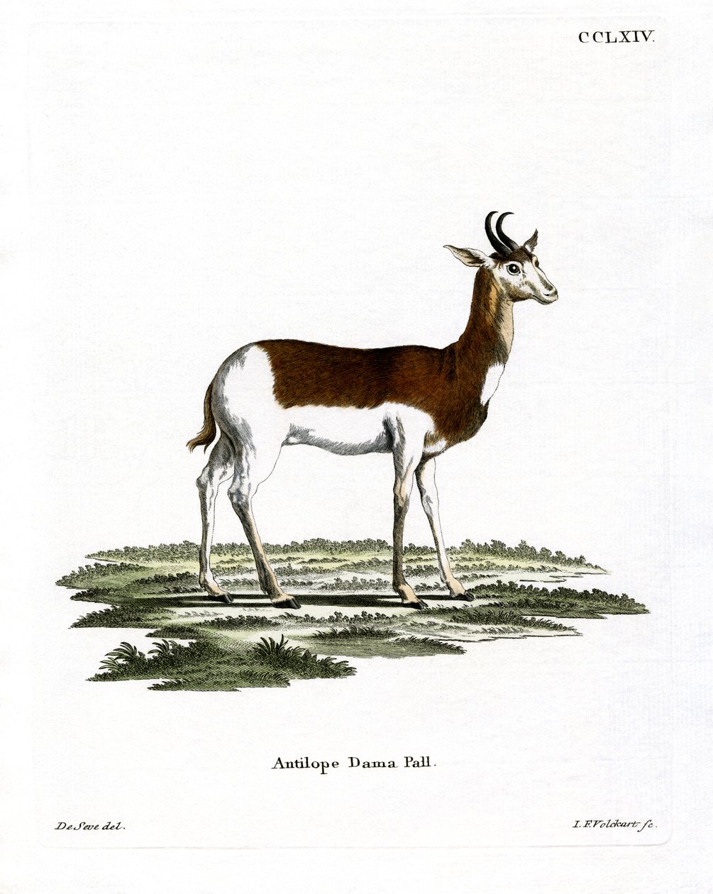 Dama Gazelle (színes metszet) alkotó: German School