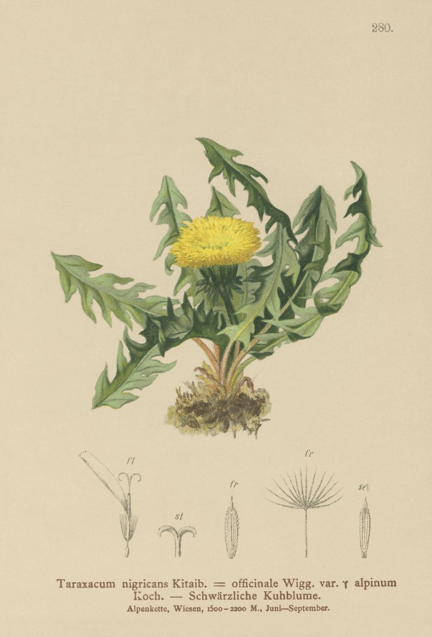 Gyermekláncfű (Taraxacum nigricans, Taraxacum officinale var. Alpinum) alkotó: German School