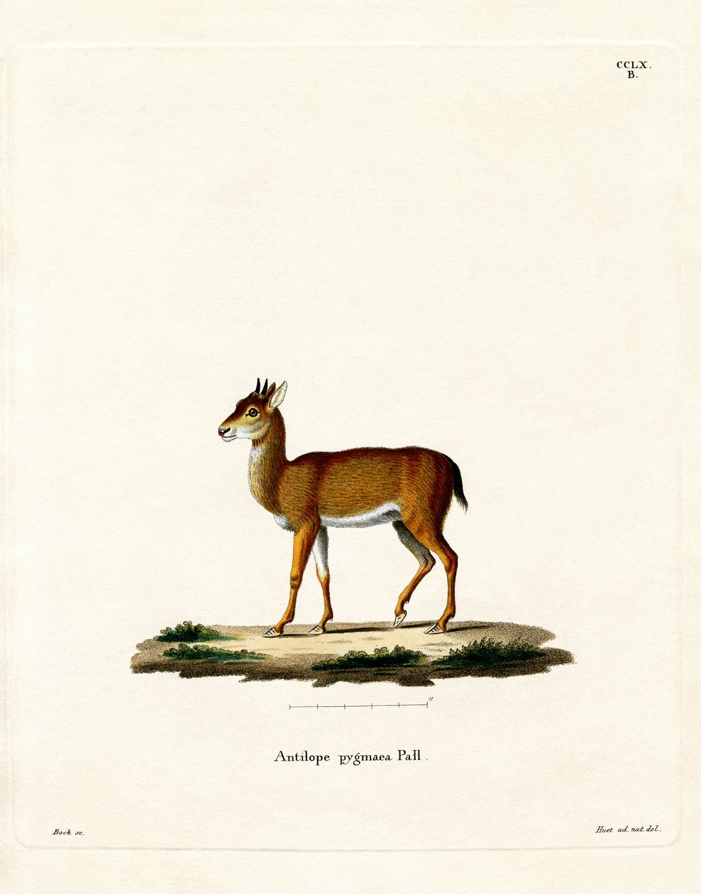 Dik-dik (színes metszet) alkotó: German School