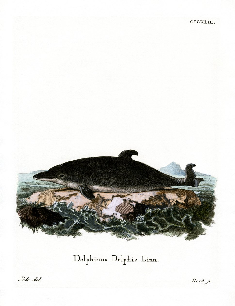 Delfin (színes metszet) alkotó: German School