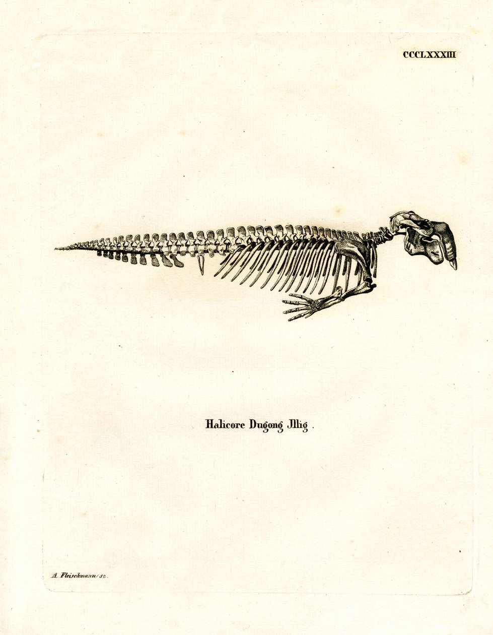 Dugong csontváz (színes metszet) alkotó: German School