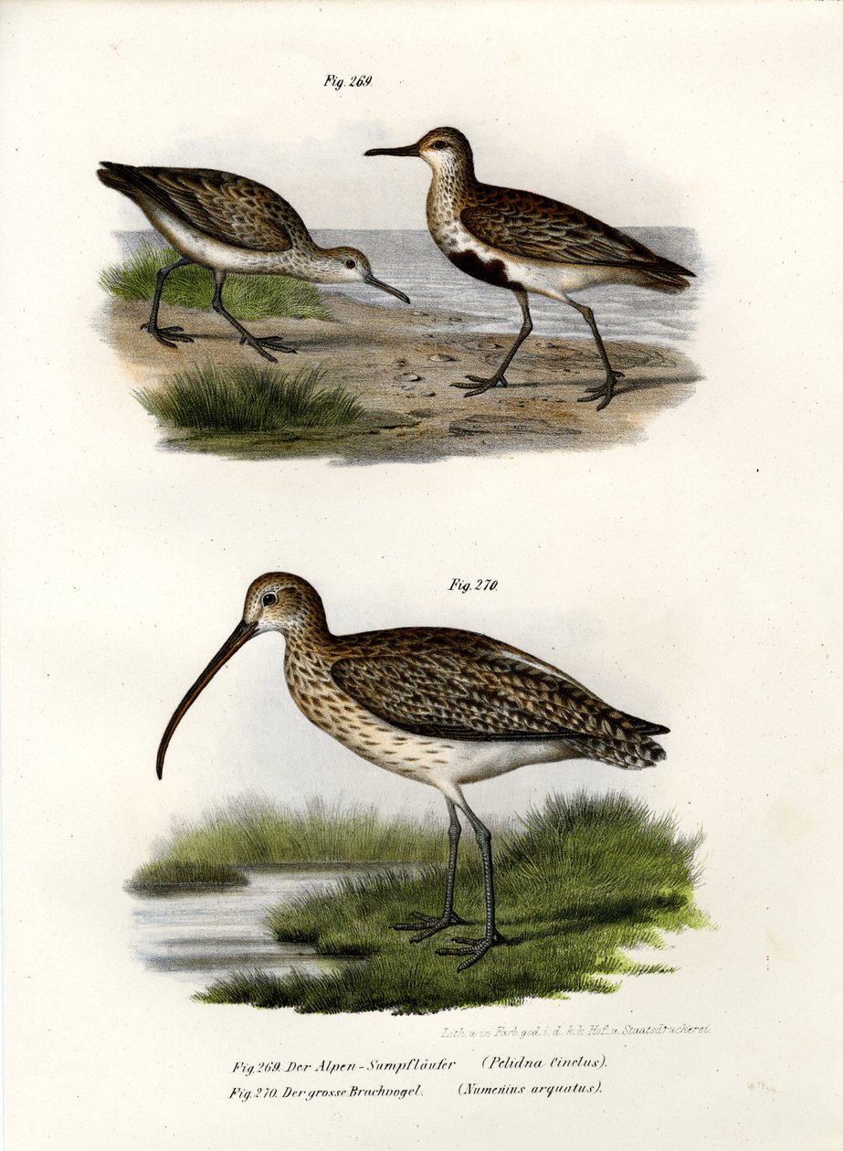 Dunlin, 1864 alkotó: German School