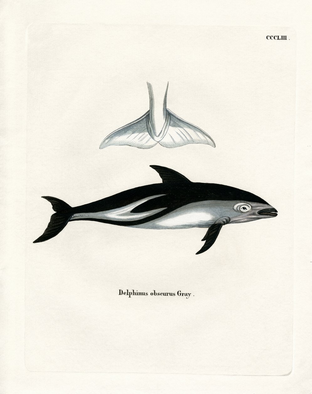 Dusky Dolphin (színes metszet) alkotó: German School