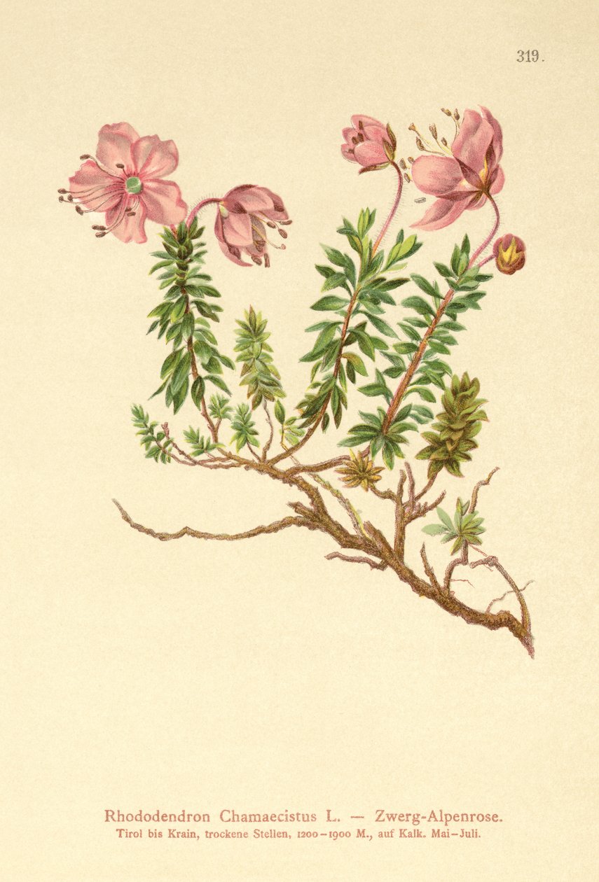 Törpe alpesi rózsa (Rhododendron Chamaecistus) alkotó: German School