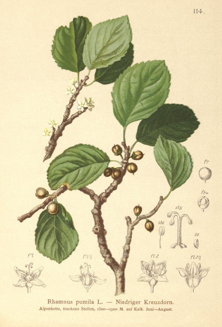 Törpe köktövis (Rhamnus pumila) alkotó: German School