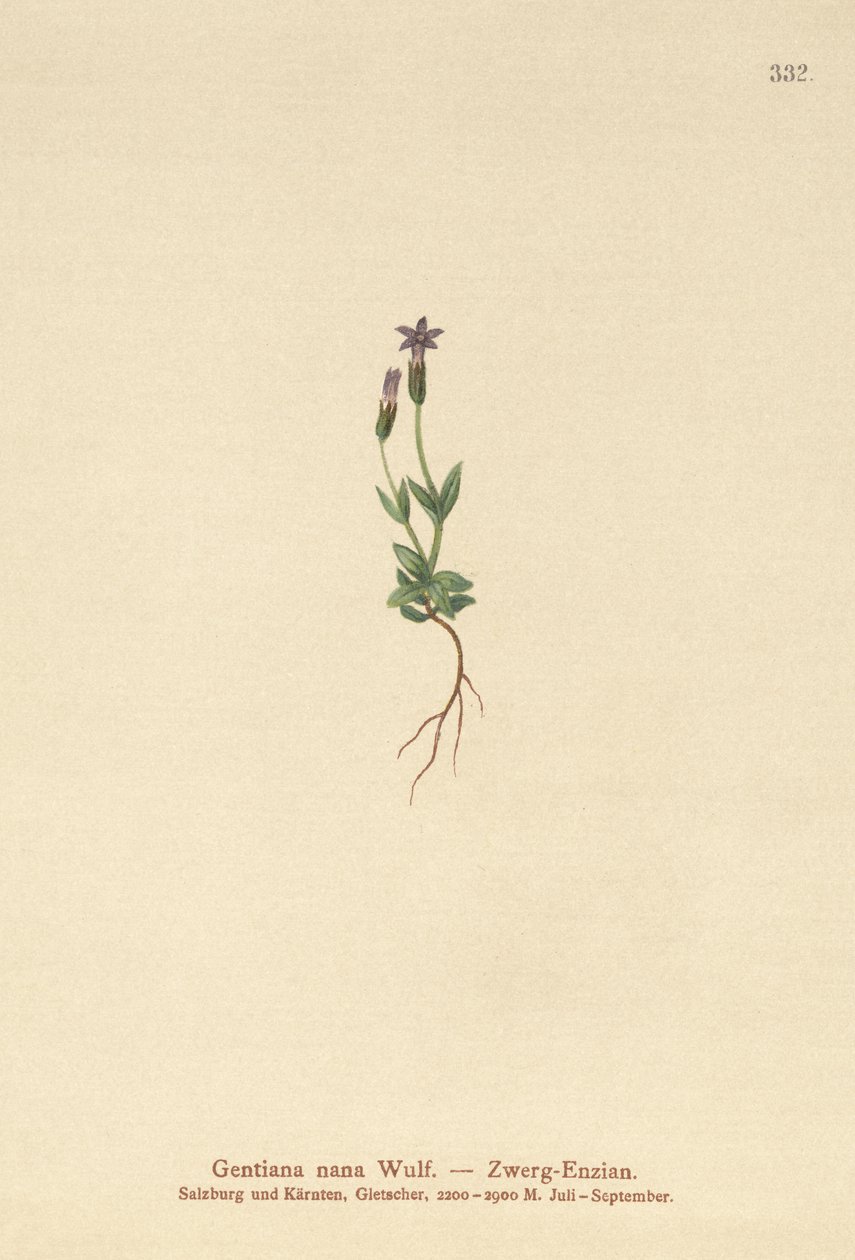 Törpe encián (Gentiana nana, Gentianella nana) alkotó: German School
