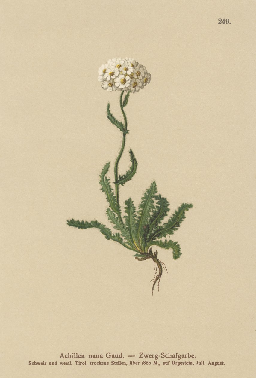 Törpe Milfoil alkotó: German School