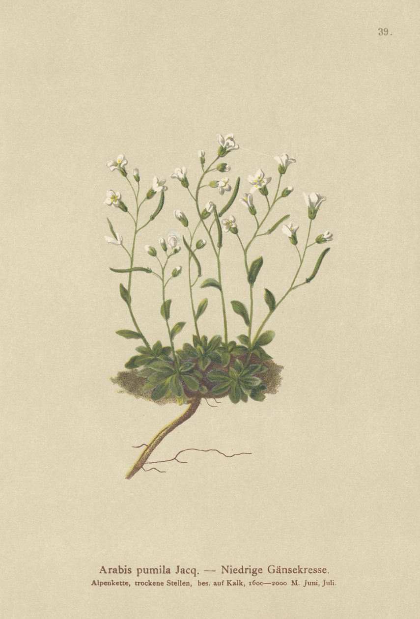 Törpe sziklatorma (Arabis pumila) alkotó: German School