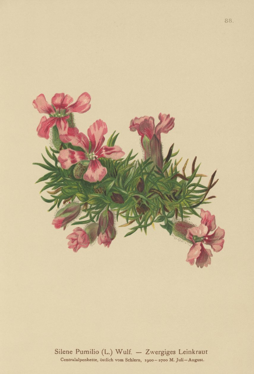 Törpe szappanfű (Silene Pumilio, Saponaria pumilia) alkotó: German School