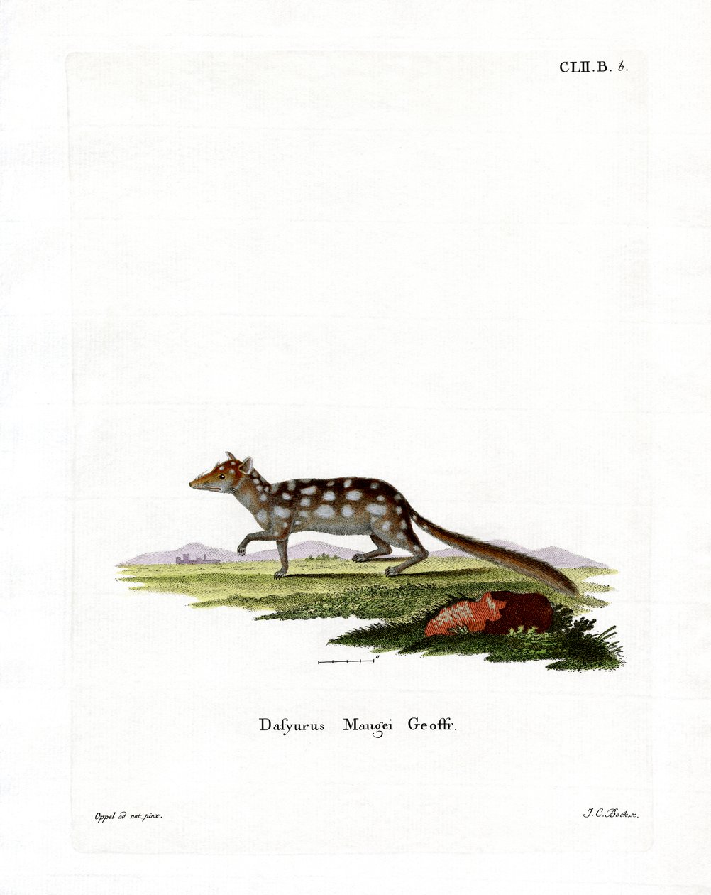 Keleti Quoll (színes metszet) alkotó: German School