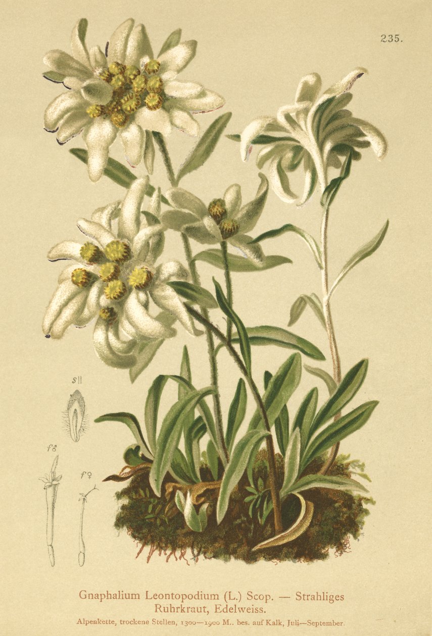 Edelweiss alkotó: German School