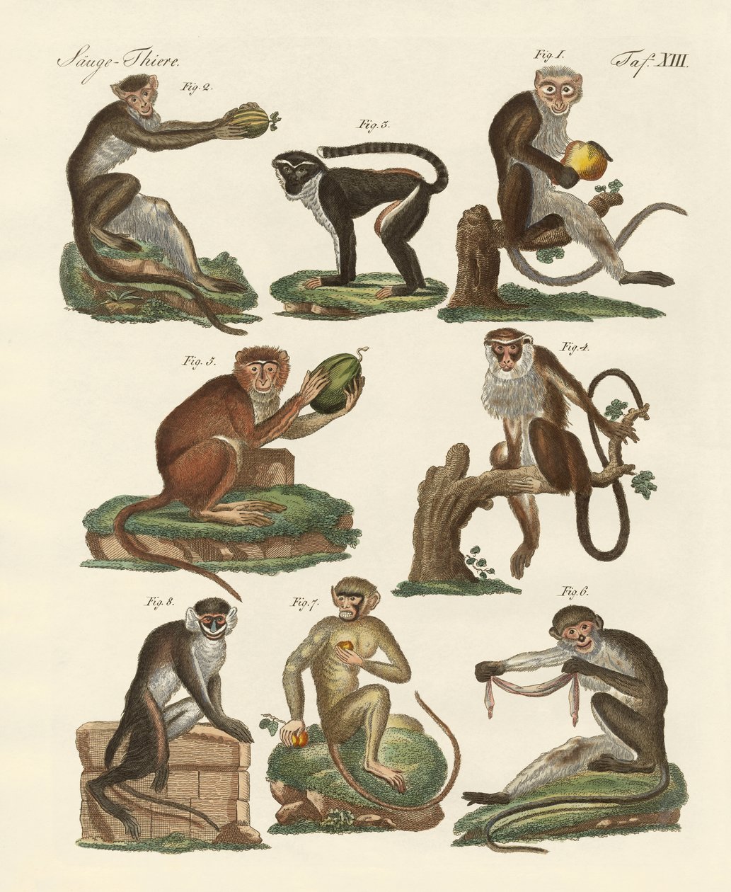 Nyolc féle guenon alkotó: German School