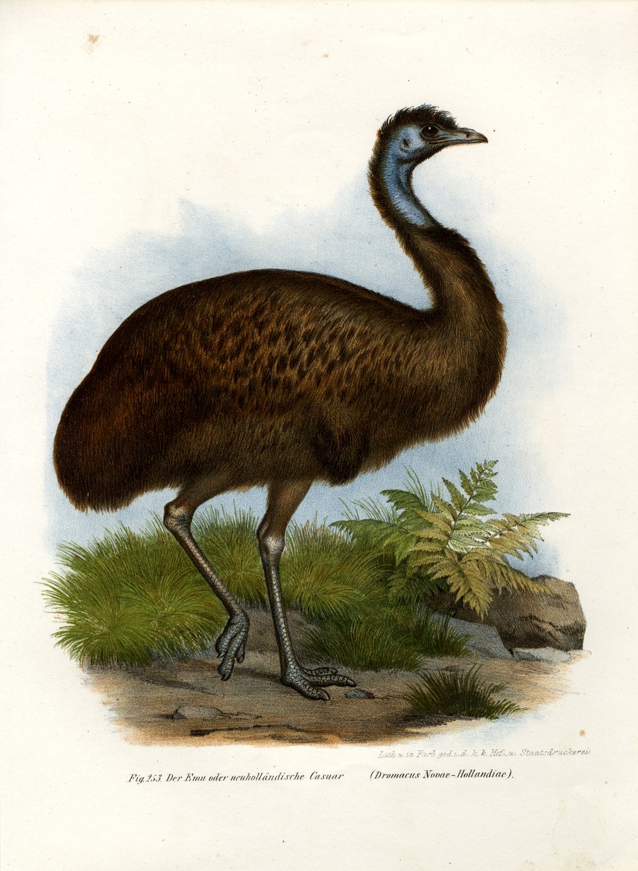 Emu, 1864 alkotó: German School
