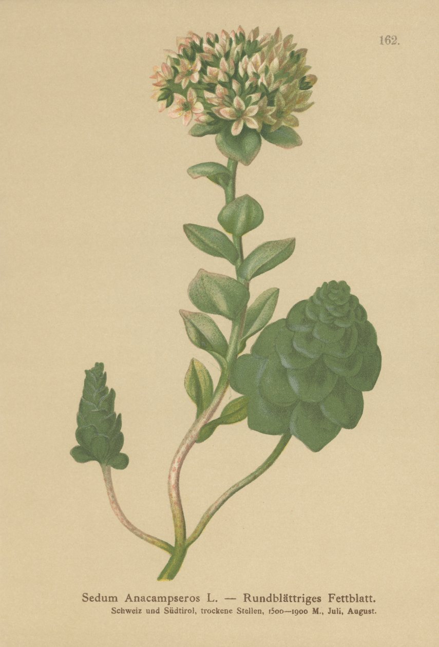 Örökzöld orpine (Sedum Anacampseros, Hylotelephium anacamseros) alkotó: German School